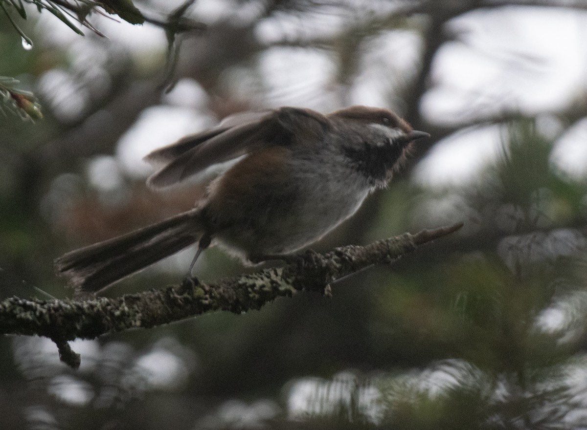 Boreal Chickadee - ML456466271