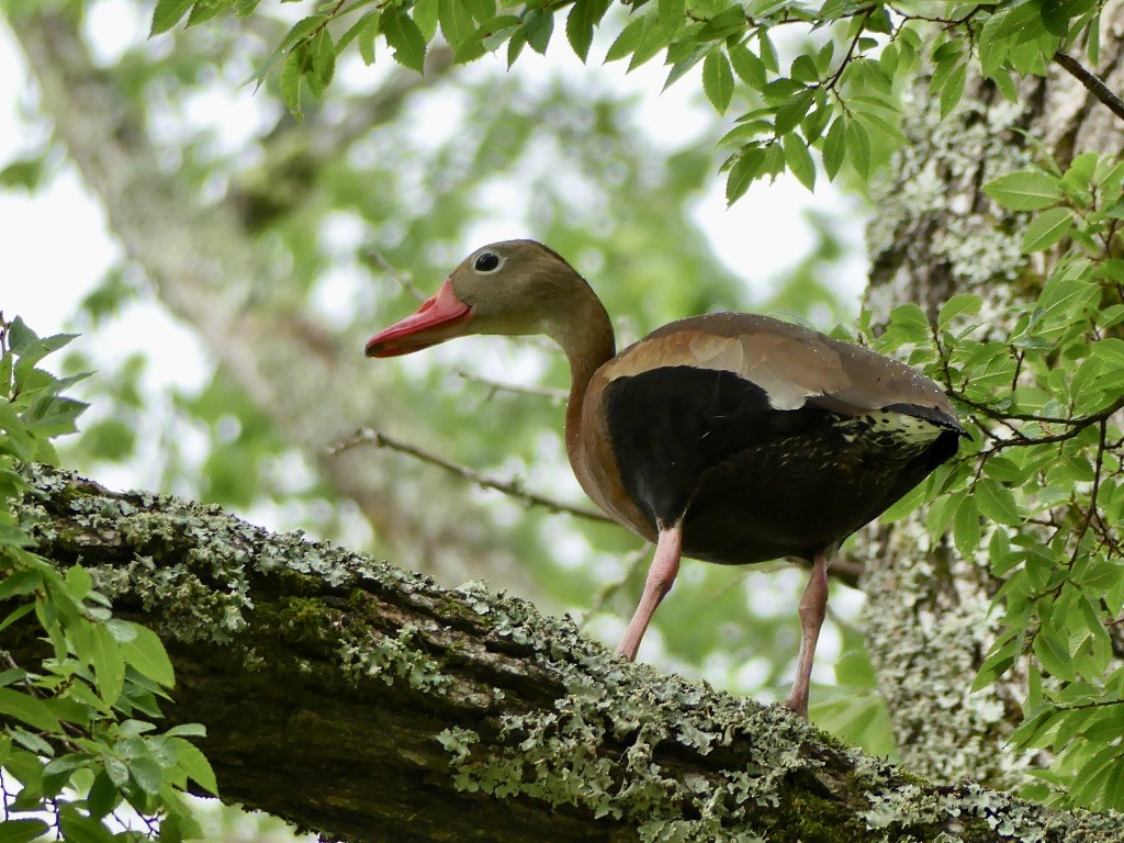 Dendrocygne à ventre noir - ML456468011