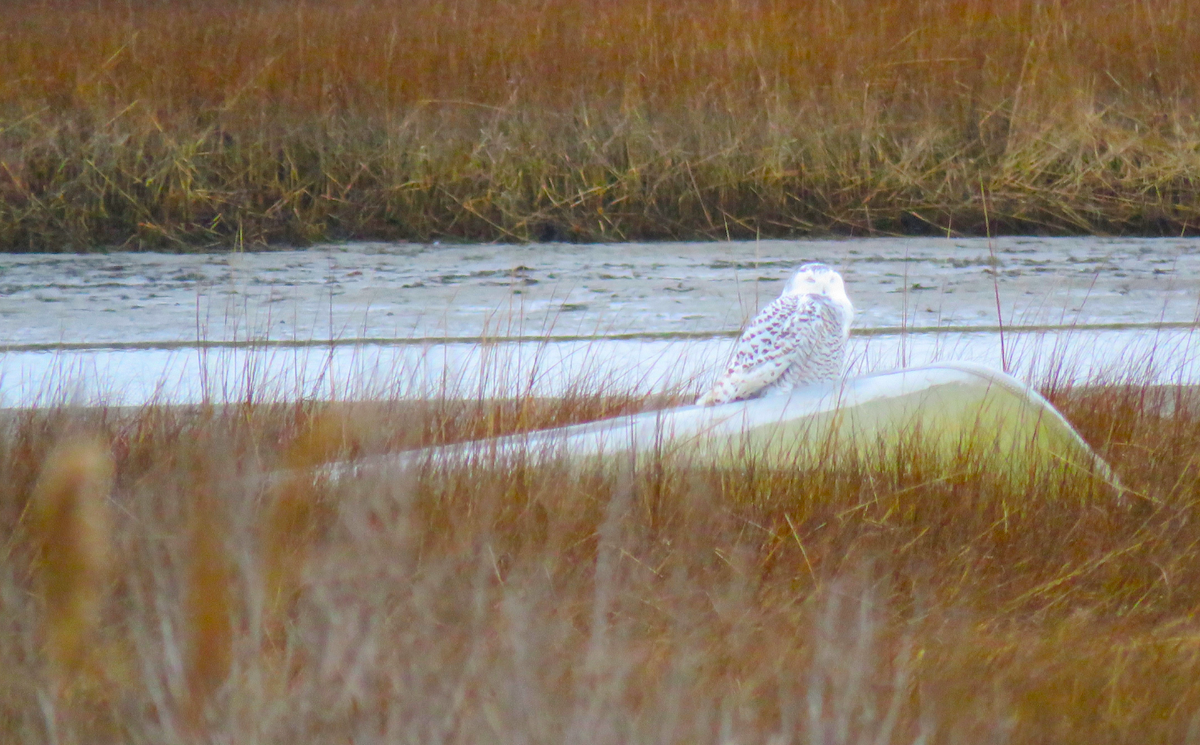 Snowy Owl - ML45646831