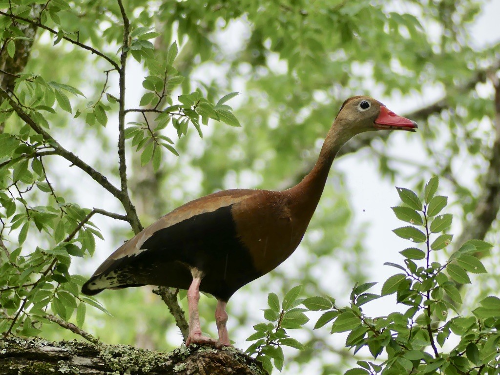 Black-bellied Whistling-Duck - ML456469231