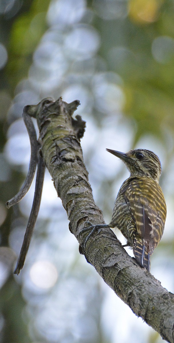 White-spotted Woodpecker - ML456469331