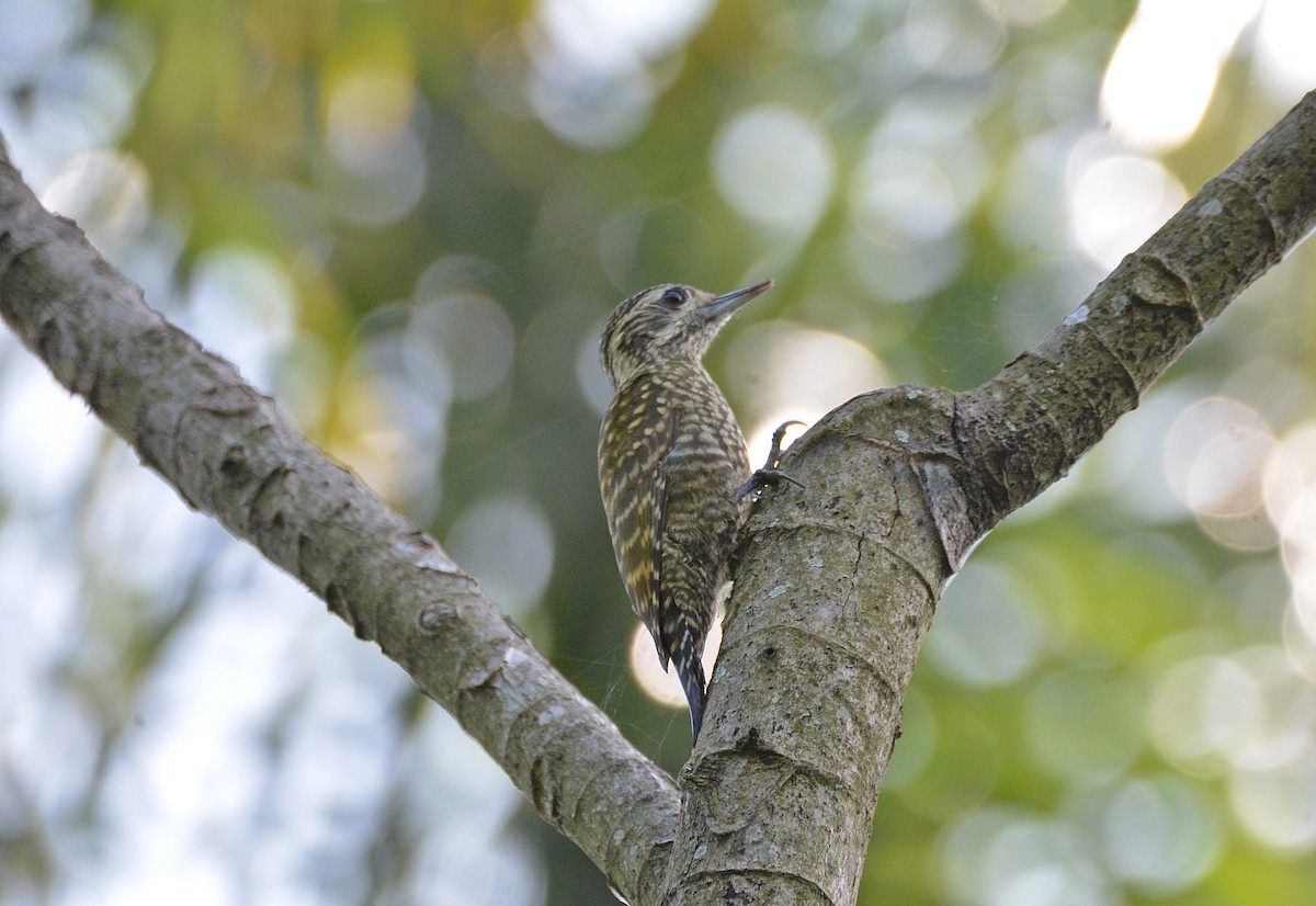 White-spotted Woodpecker - ML456469351