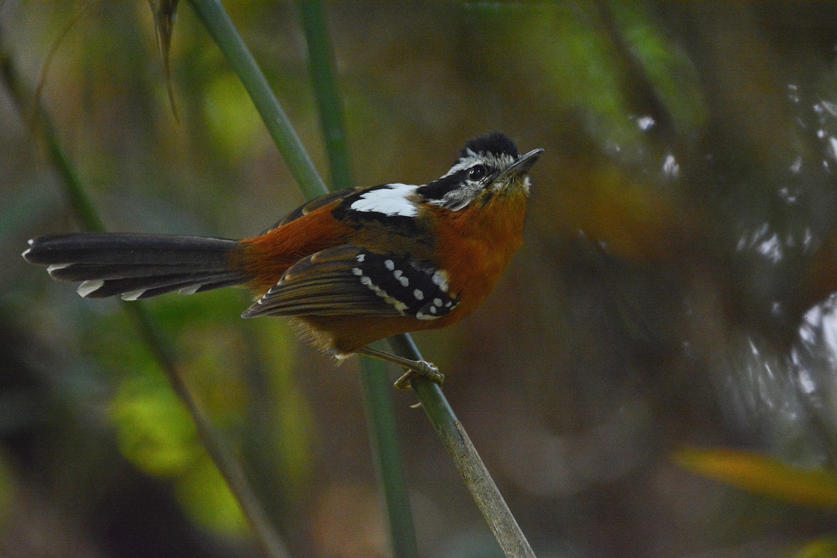 Bertoni's Antbird - ML456469471