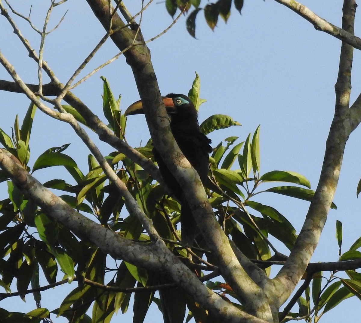 Chestnut-eared Aracari - ML456470681