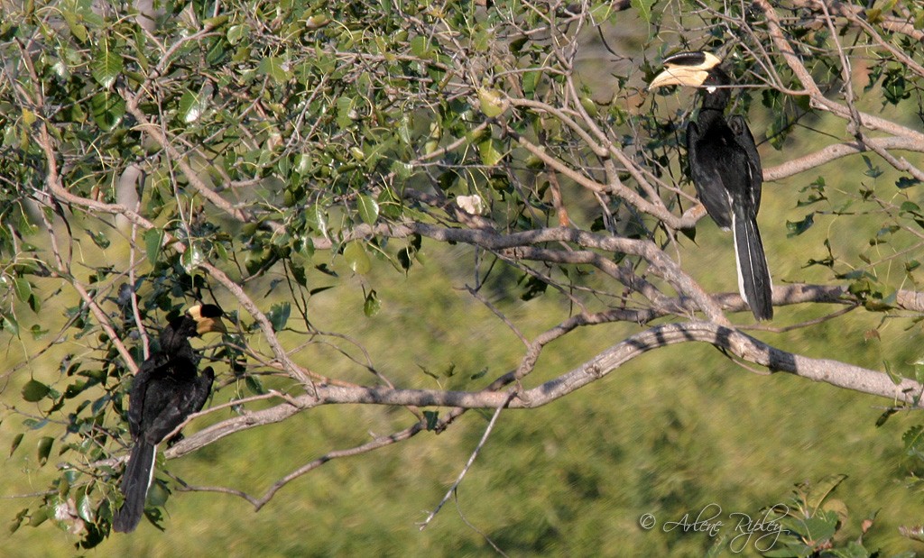 Malabar Pied-Hornbill - Arlene Ripley