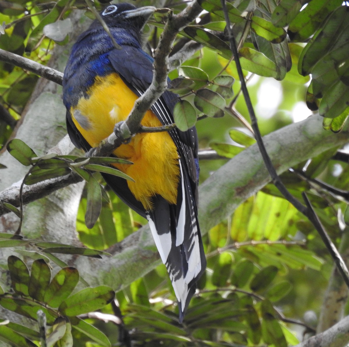 Yeşil Sırtlı Trogon - ML456471721