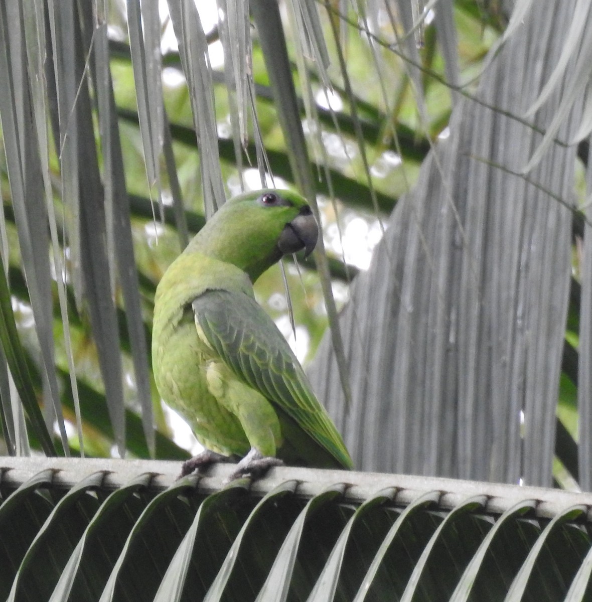 Short-tailed Parrot - ML456472781