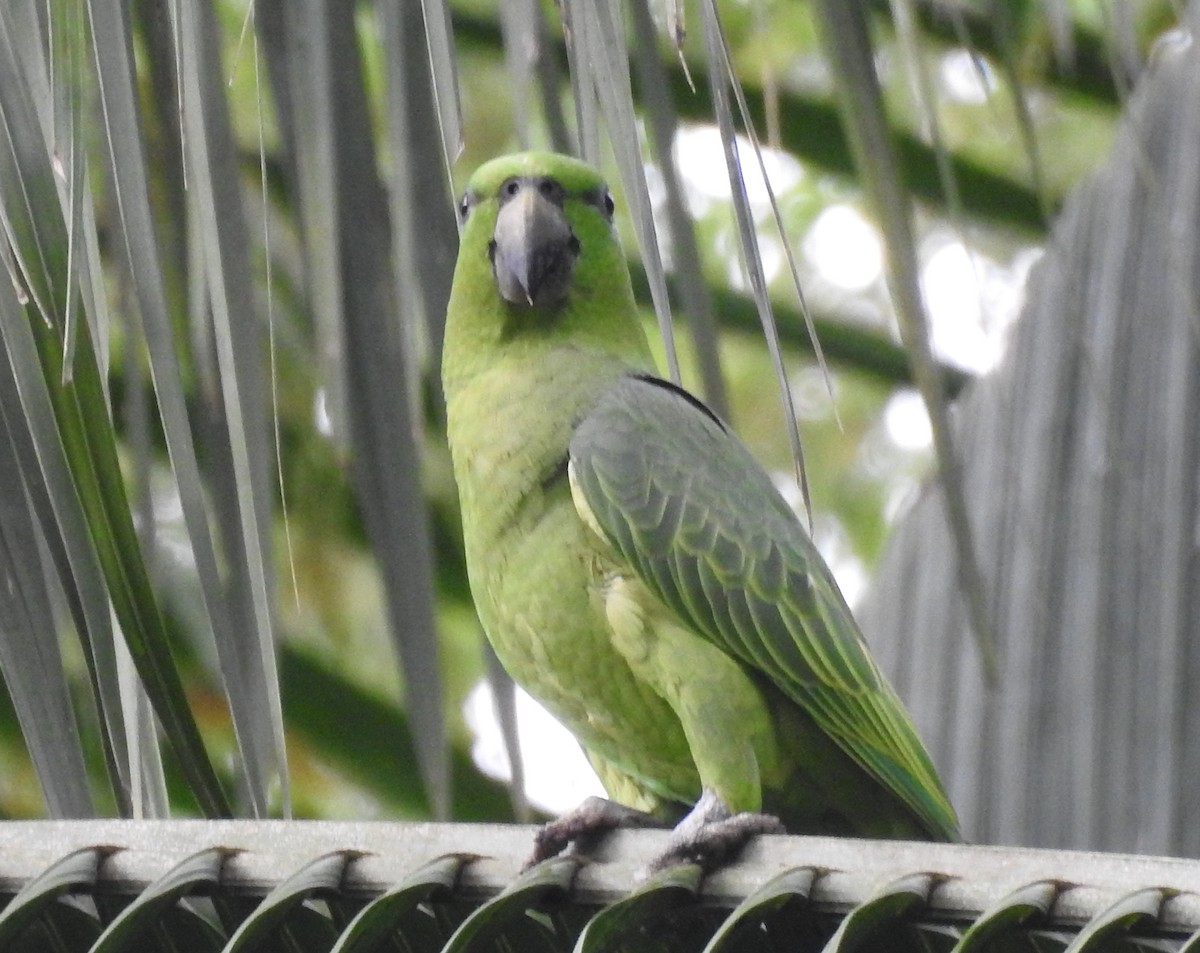 Short-tailed Parrot - ML456472821