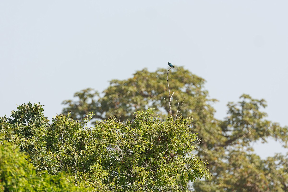 Lesser Blue-eared Starling - José Ardaiz Ganuza