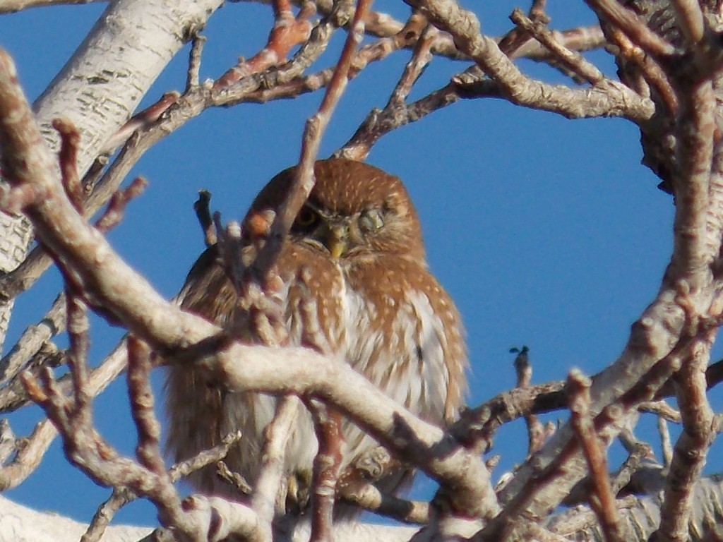 Austral Pygmy-Owl - Carla Porro