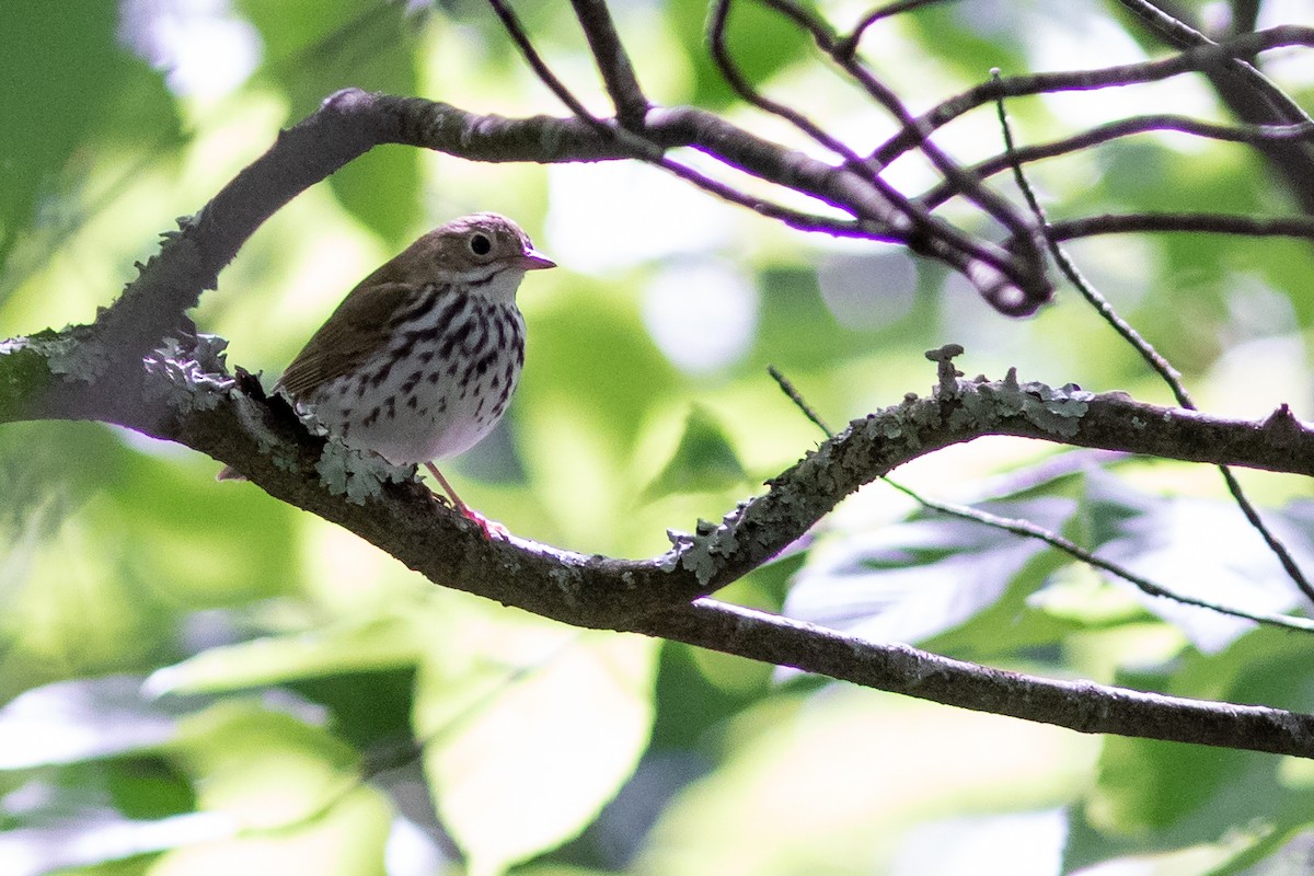 Ovenbird - Tom Blevins