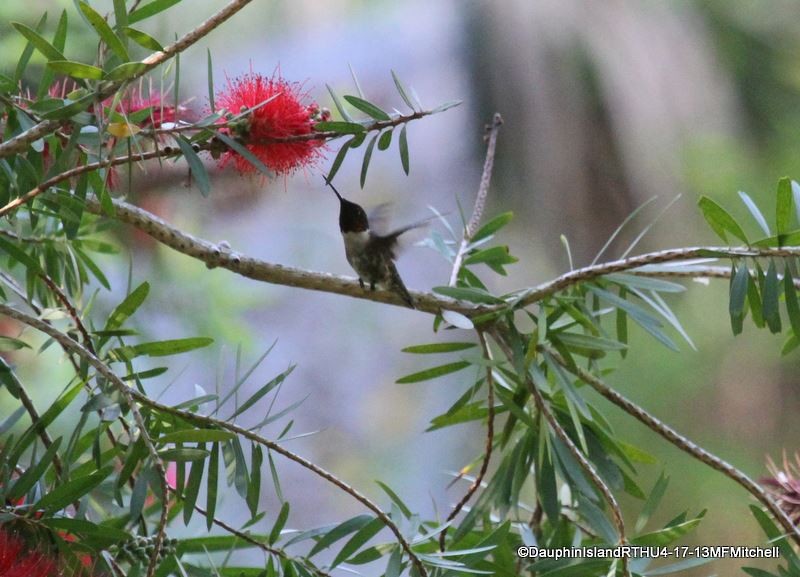 Ruby-throated Hummingbird - ML45647551