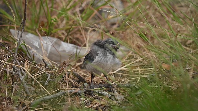 Калифорнийская сойка - ML456475631