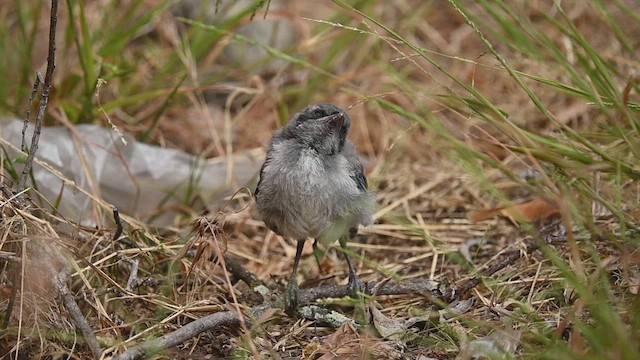 Калифорнийская сойка - ML456475721