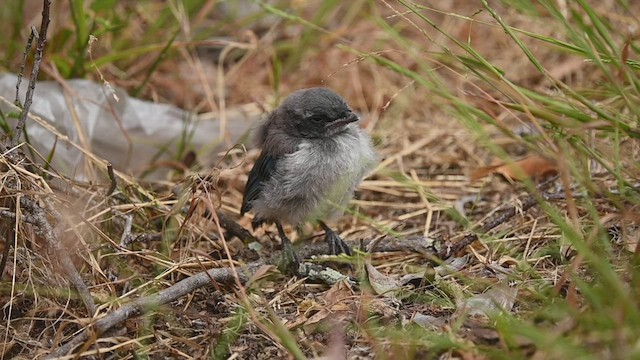 Kaliforniya Çalı Kargası - ML456476021