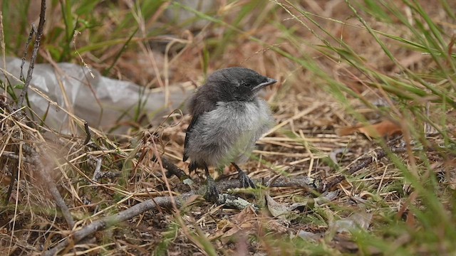 Калифорнийская сойка - ML456476091