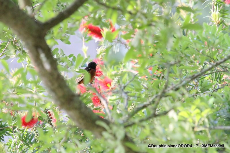 Orchard Oriole - ML45647681