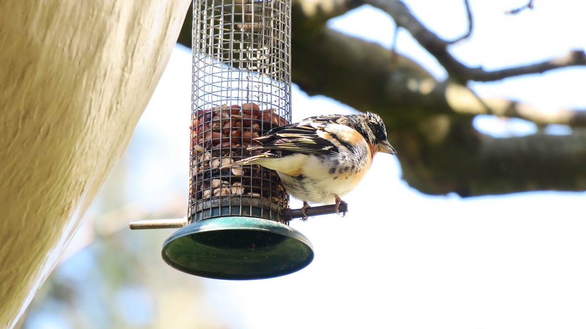 Brambling - Günter Müller