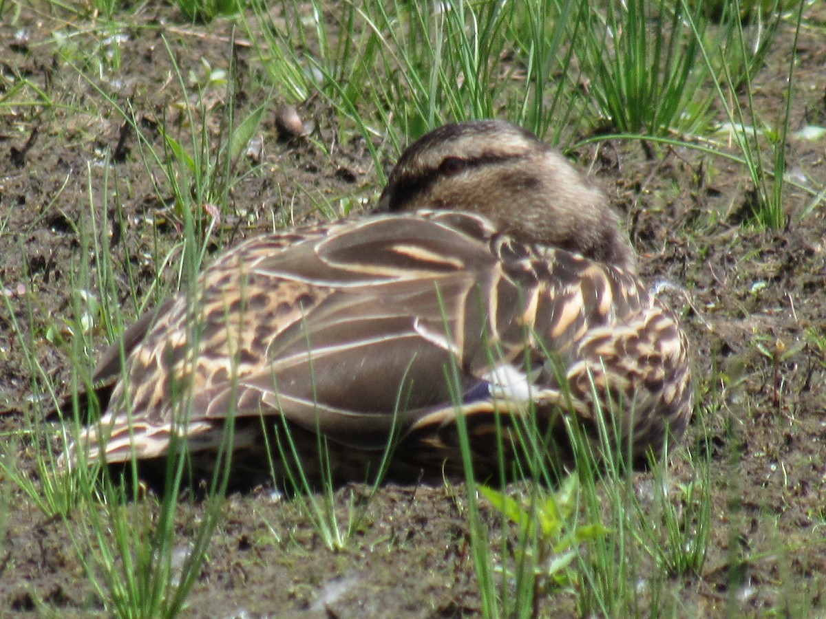 Mallard - Allie Cushin