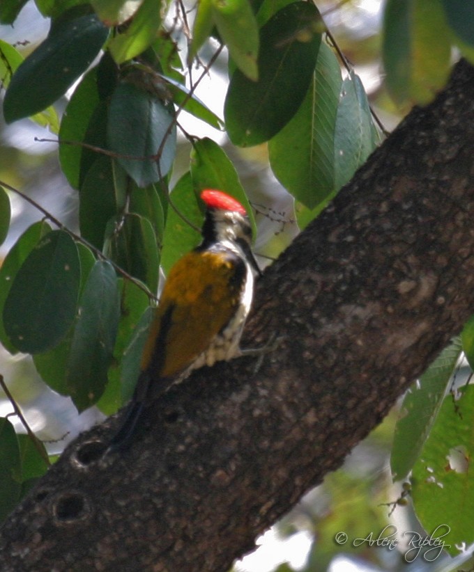 Black-rumped Flameback - Arlene Ripley