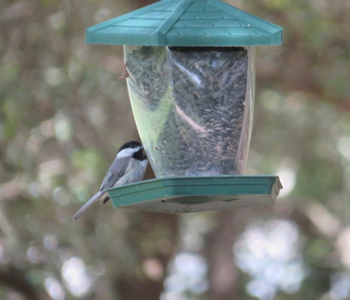 Carolina Chickadee - ML456479351