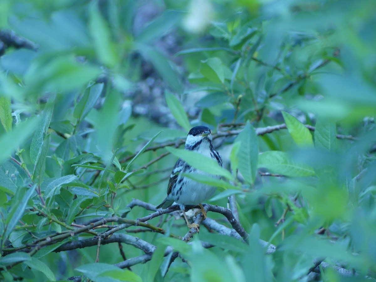 Blackpoll Warbler - ML456479391