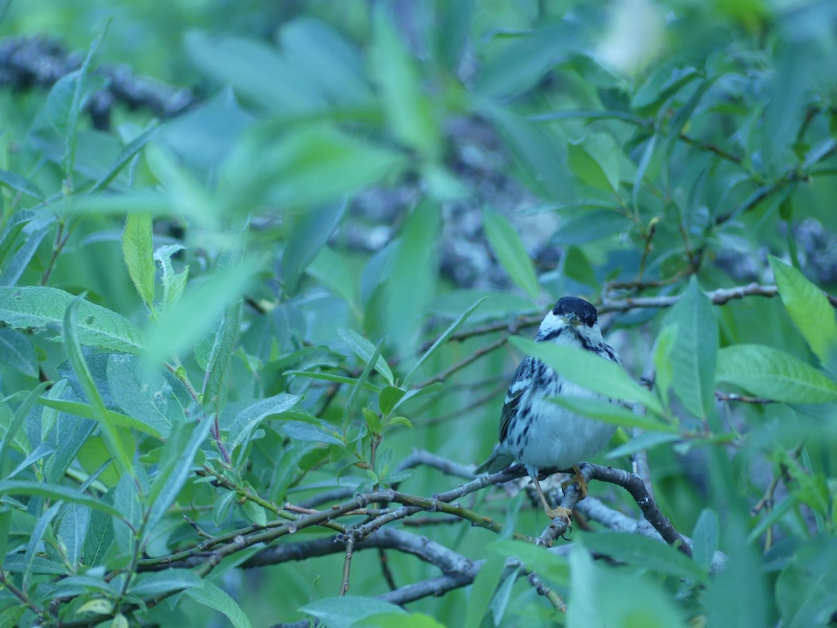 Blackpoll Warbler - ML456479501