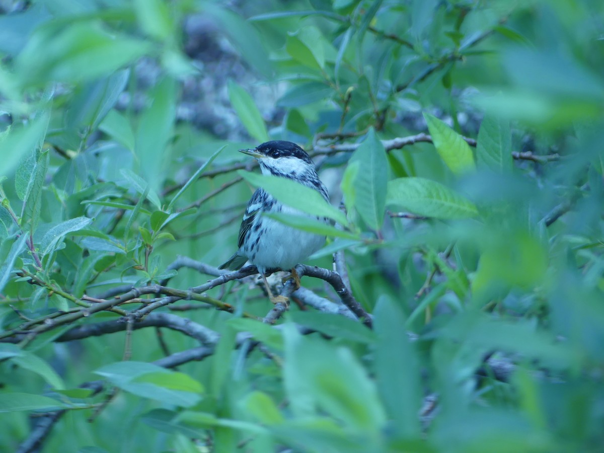 Blackpoll Warbler - ML456479551