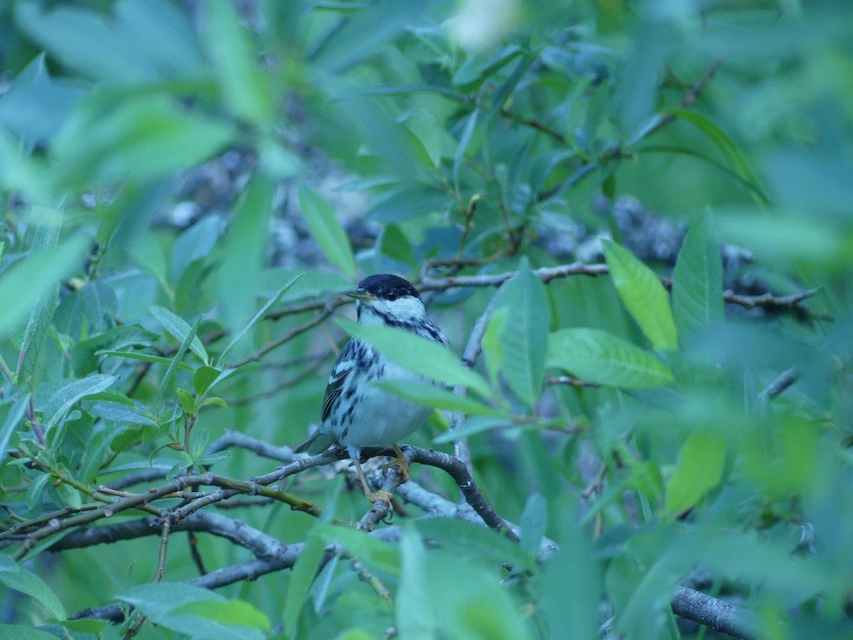 Blackpoll Warbler - ML456479561