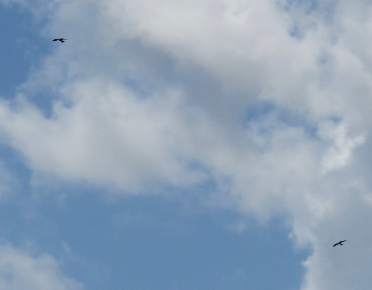 Mississippi Kite - ML456479651