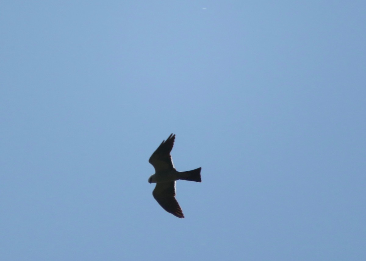 Mississippi Kite - ML456479681