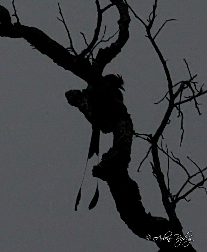 Greater Racket-tailed Drongo - Arlene Ripley