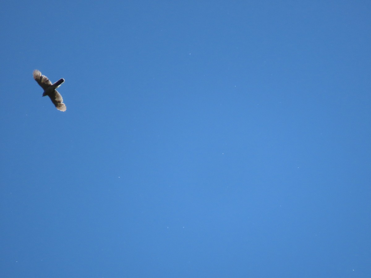 Sharp-shinned Hawk - ML456480061