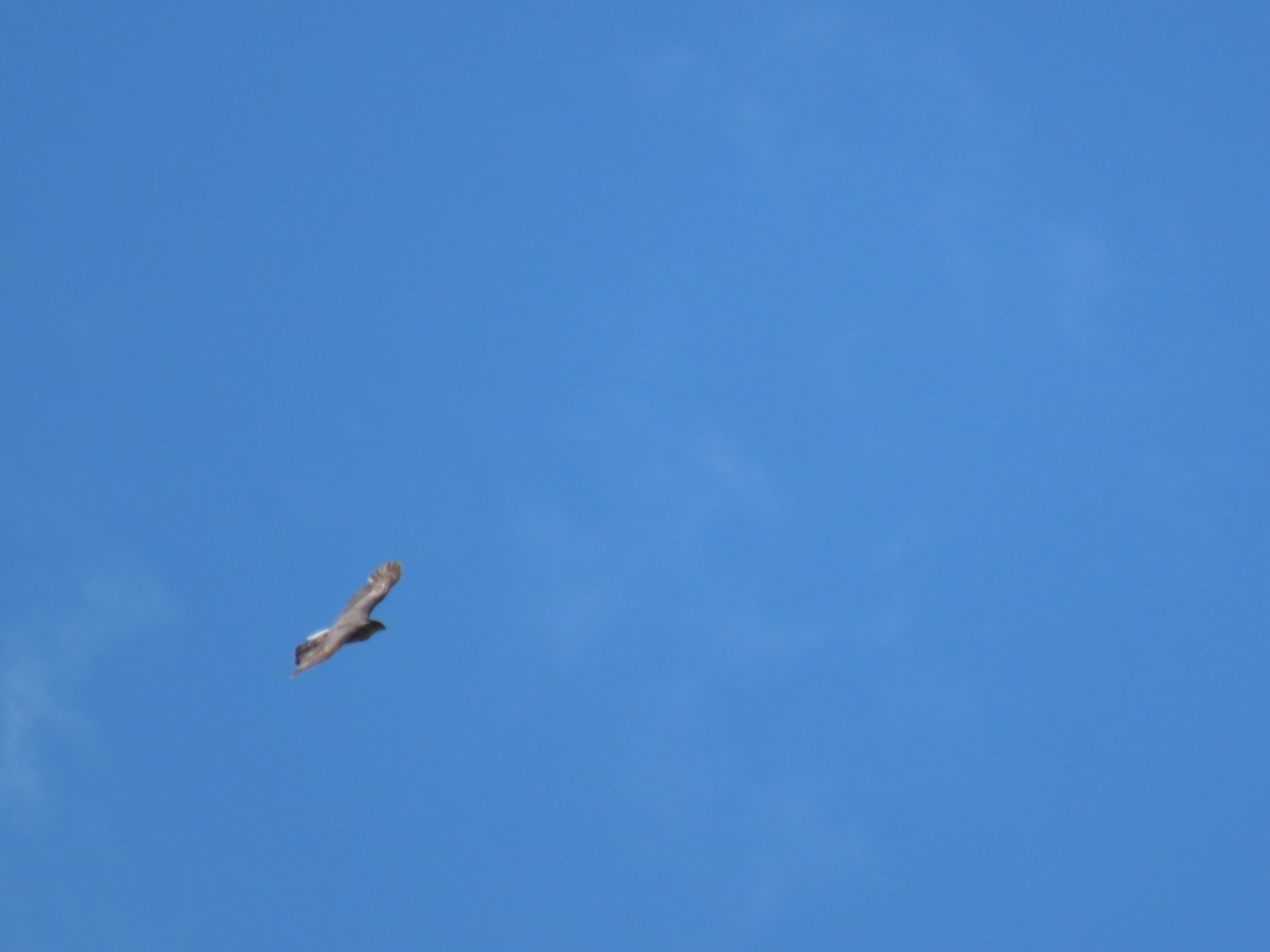 Sharp-shinned Hawk - Debra Ferguson