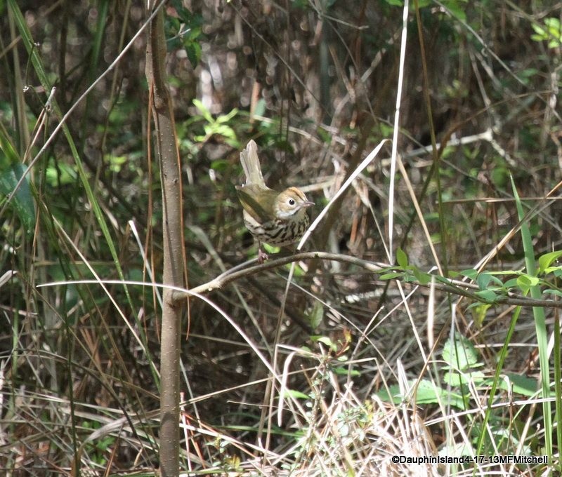 Ovenbird - ML45648051