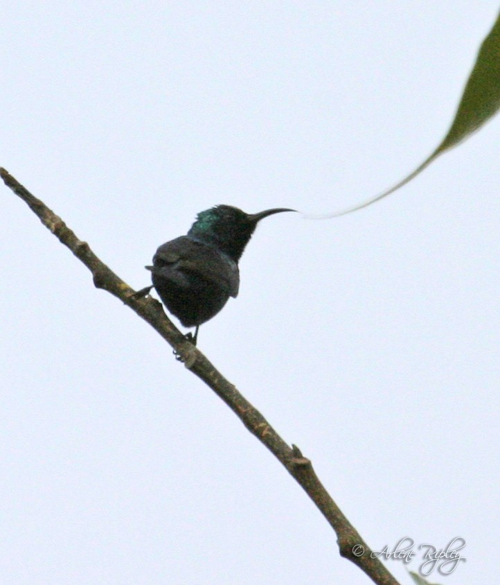 Purple Sunbird - Arlene Ripley