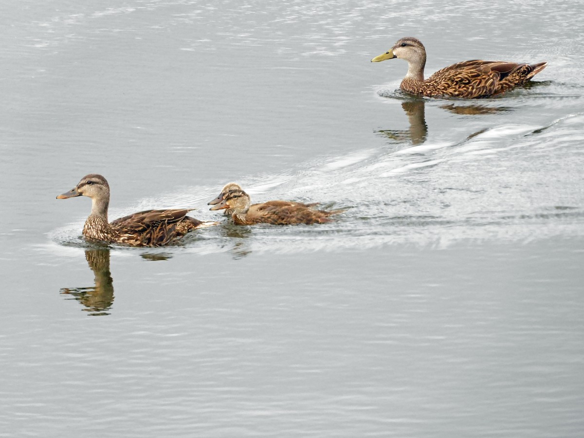 Mottled Duck - ML456480941