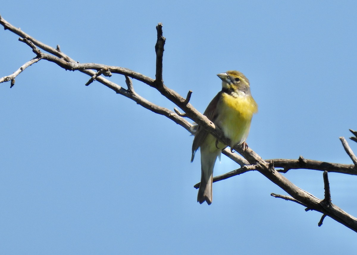 Dickcissel - ML456481011