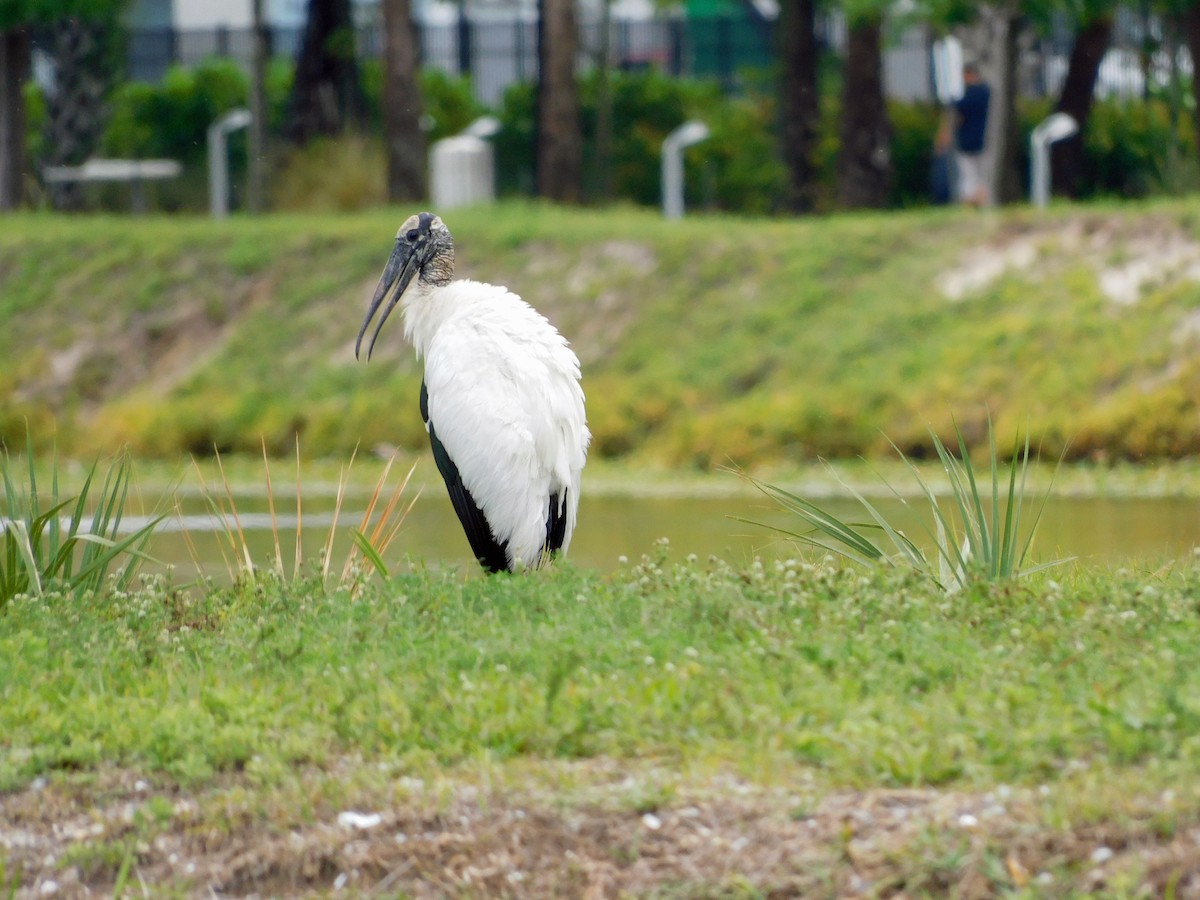 Wood Stork - Mark Penkower