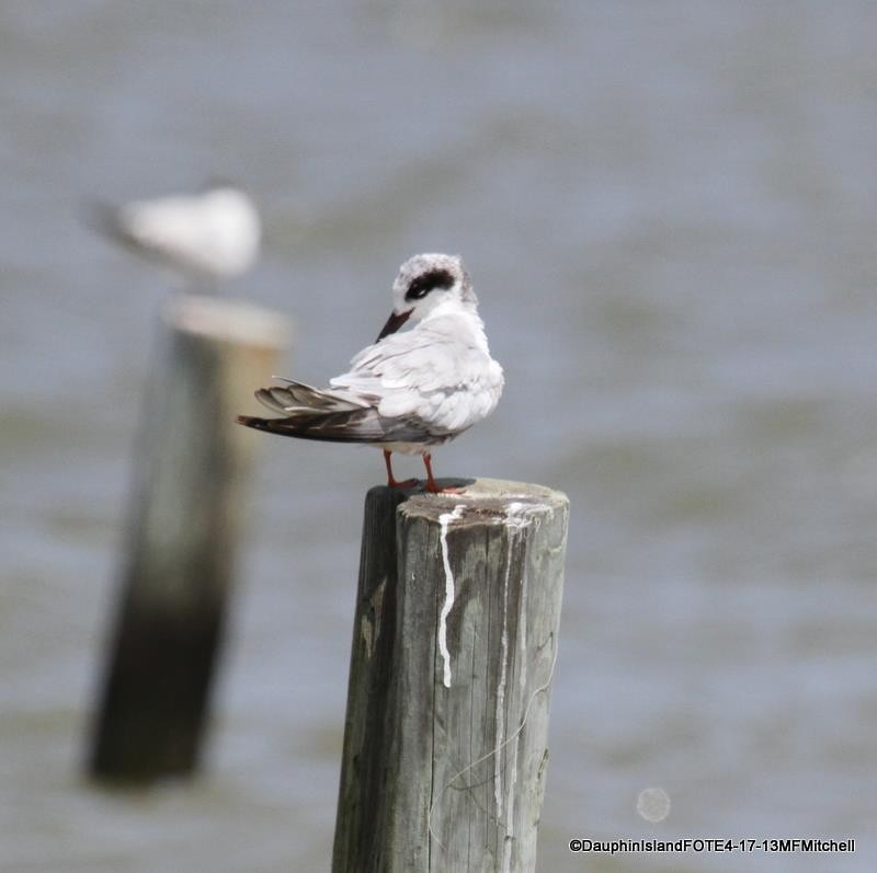 Forster's Tern - ML45648151