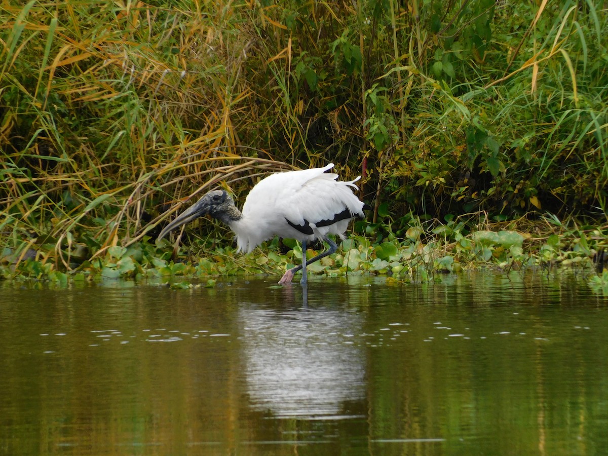 Wood Stork - ML456481571