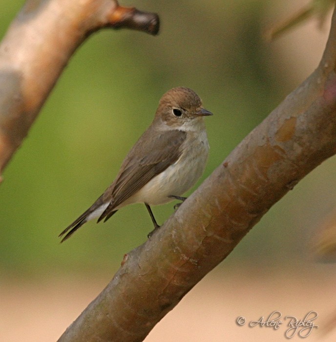 Red-breasted Flycatcher - Arlene Ripley