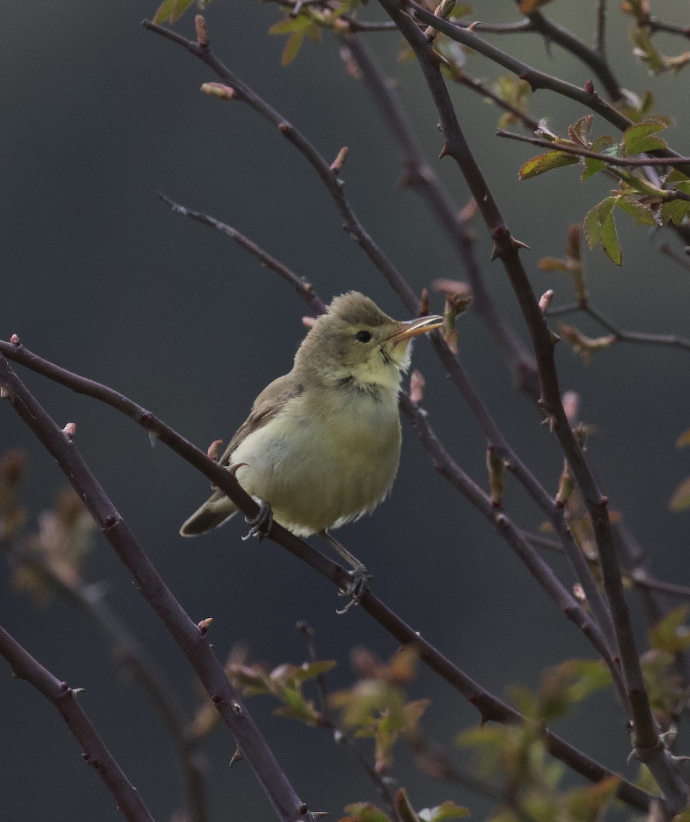 Melodious Warbler - ML456482061