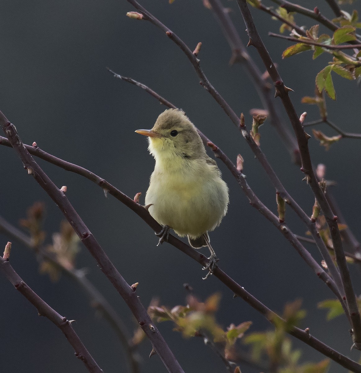 Melodious Warbler - ML456482071