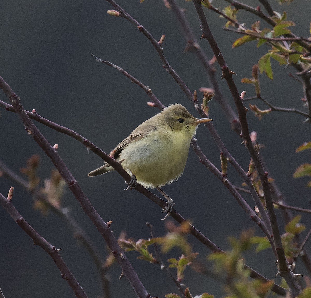 Melodious Warbler - ML456482111