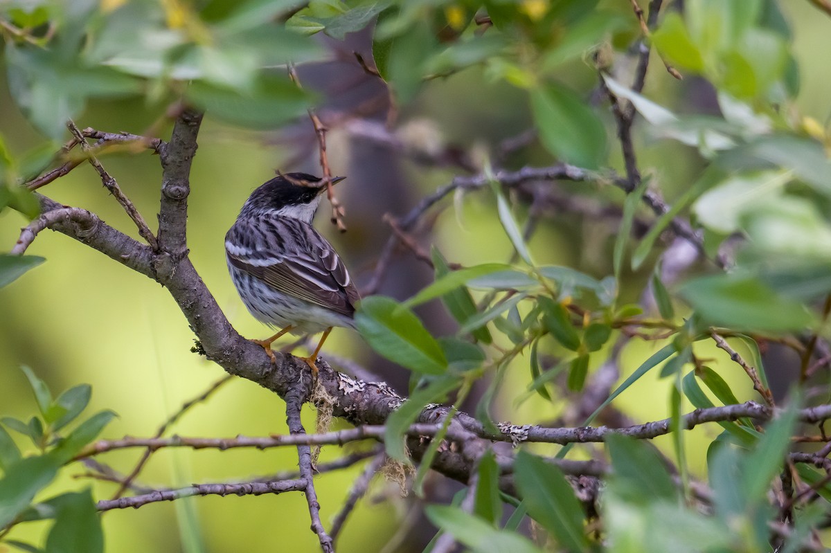 Blackpoll Warbler - ML456483431