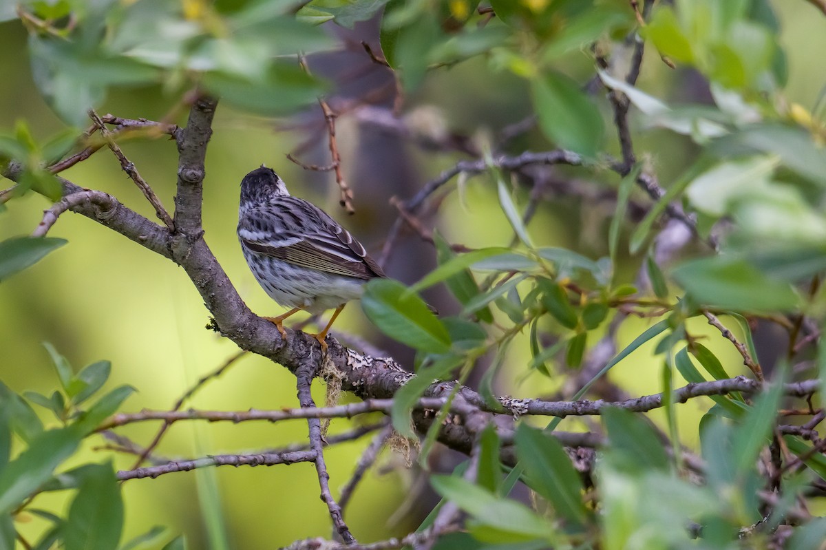 Blackpoll Warbler - ML456483441