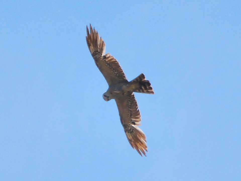Mississippi Kite - ML456483571