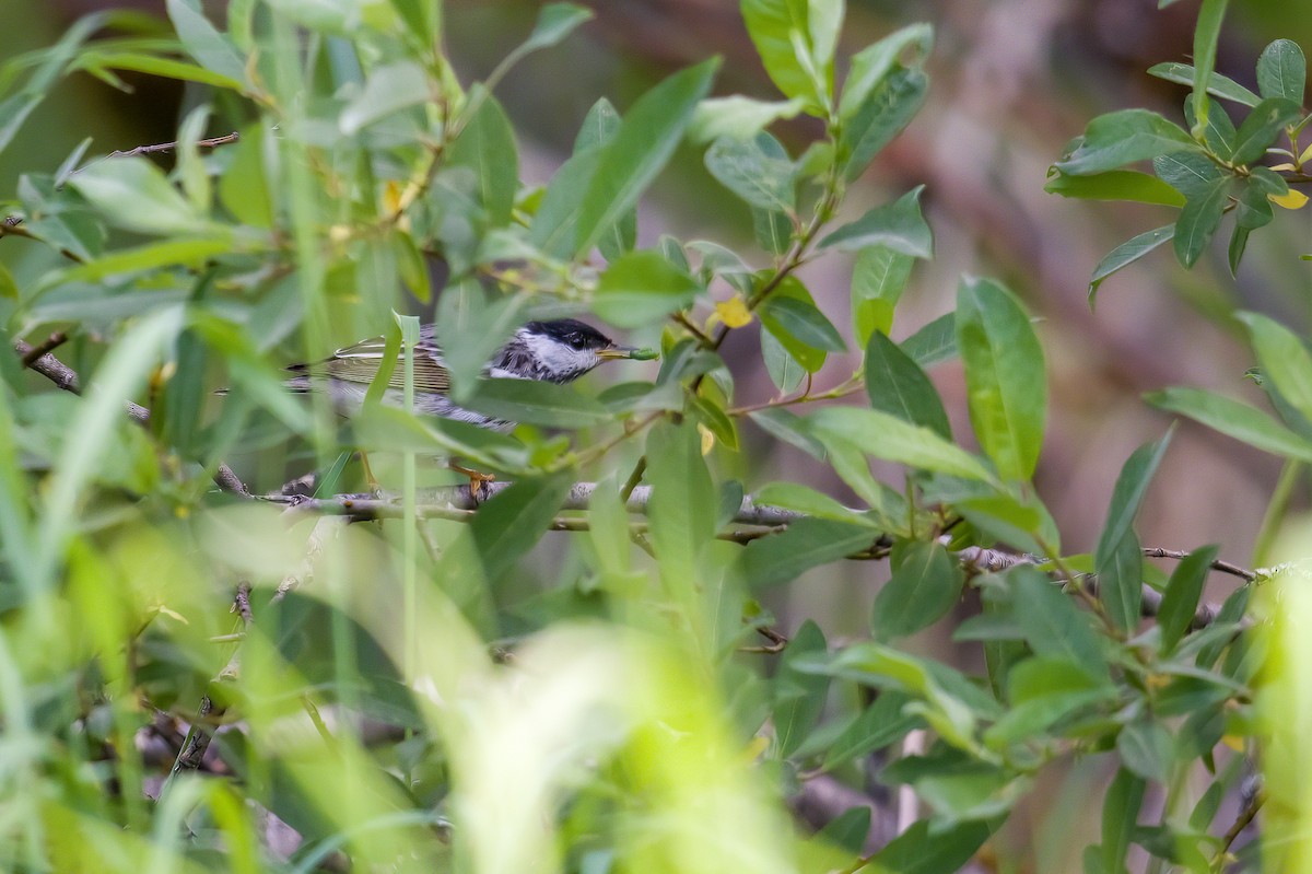 Blackpoll Warbler - ML456483671