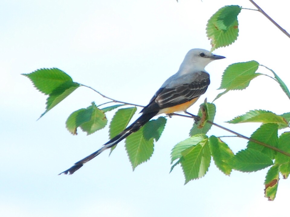 Scissor-tailed Flycatcher - ML456483721